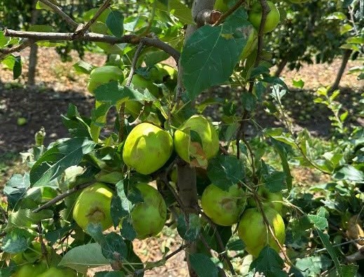 Si të shpëtoni pemët pas breshërit: udhëzimet e Ministrisë së Bujqësisë
