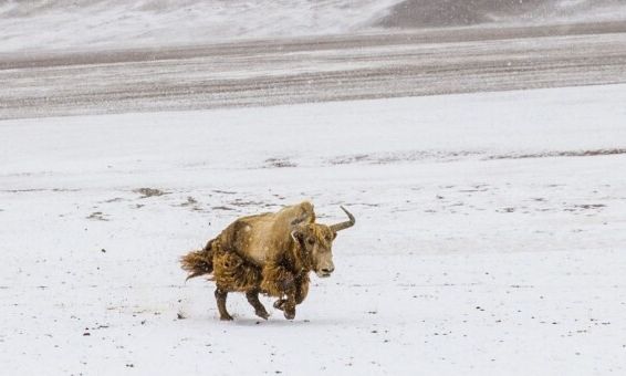 Kina arrin klonimin e parë të jakut të egër për shpëtimin e species në zhdukje