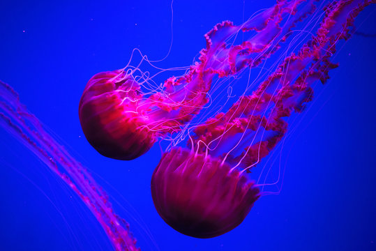 Mesdheu nën presion nga meduzat dhe specie të huaja në rritje