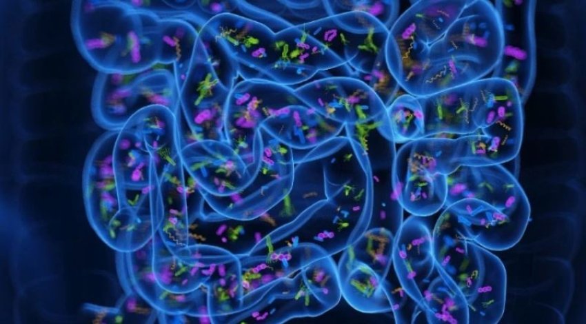 Mikrobioma e zorrëve si sinjal paralajmërues për Parkinsonin