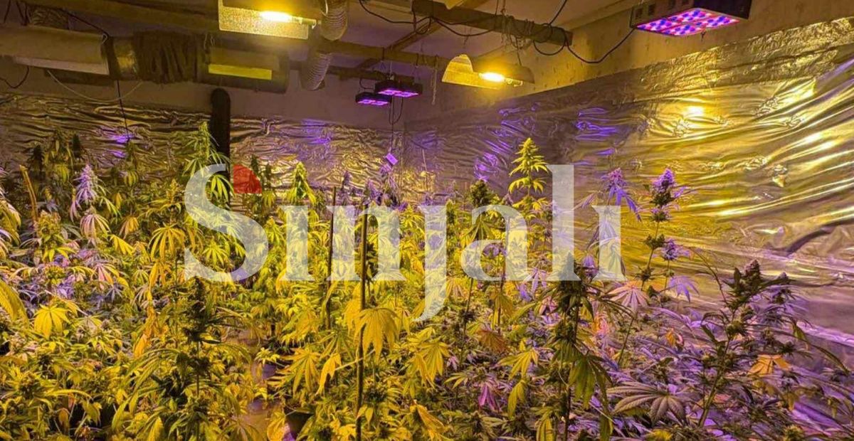 Aksion i madh antidrogë në Pejë: Arrestohet një person, sekuestrohen 70 bimë narkotike dhe armë